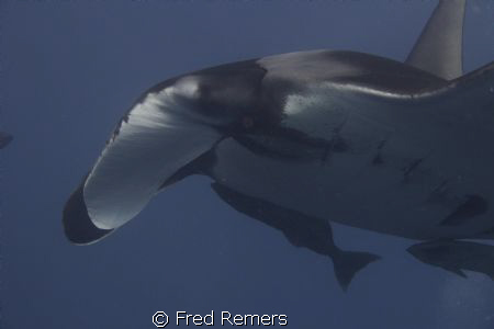 Eye to eye with a manta ray. Photo taken in the Archipela... by Fred Remers 