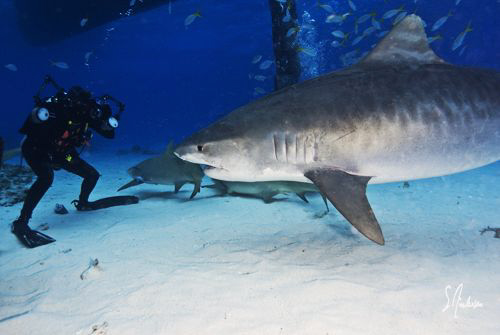 My friend Bess gets a action shot of Emma the world famou... by Steven Anderson 