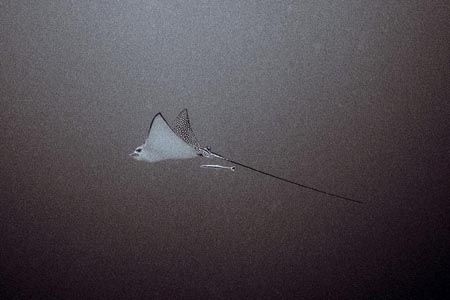 Ray and Remora in open water. Red Sea. by Dominic Mowbray 