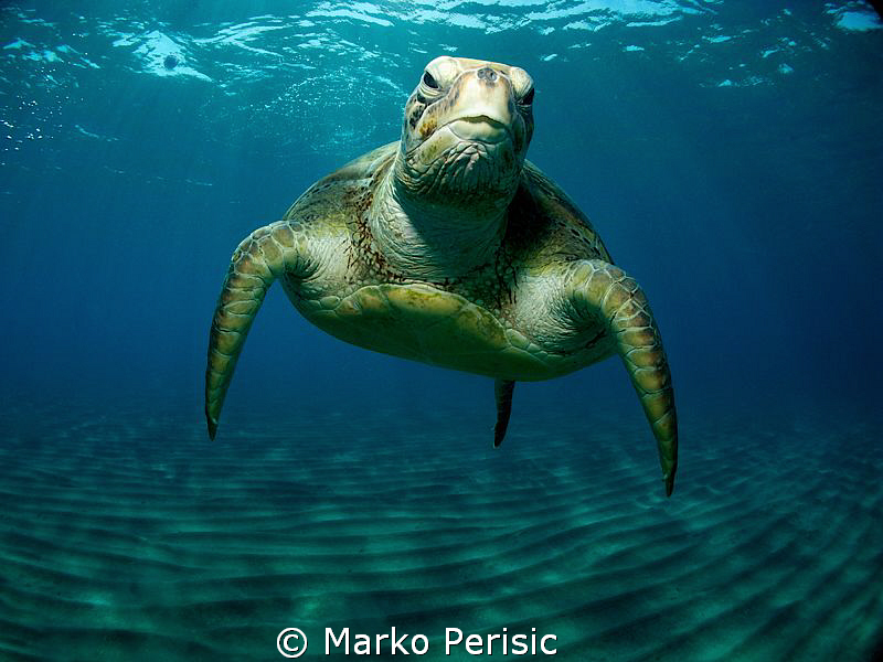 STUMPY by Marko Perisic 