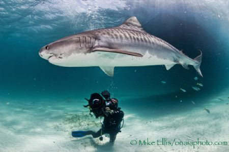 Evan in Green water and a hook in her mouth she is still ... by Mike Ellis 