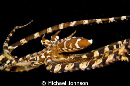 Wounderpus free swimming off Dumaguete in the Philippines by Michael Johnson 