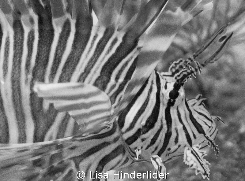 Lionfish portrait in BW by Lisa Hinderlider 