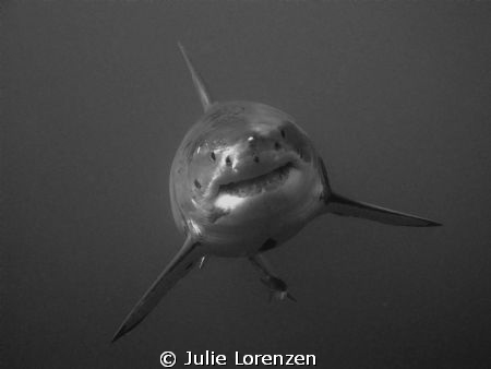My first time diving with the Great White Sharks.  The ca... by Julie Lorenzen 
