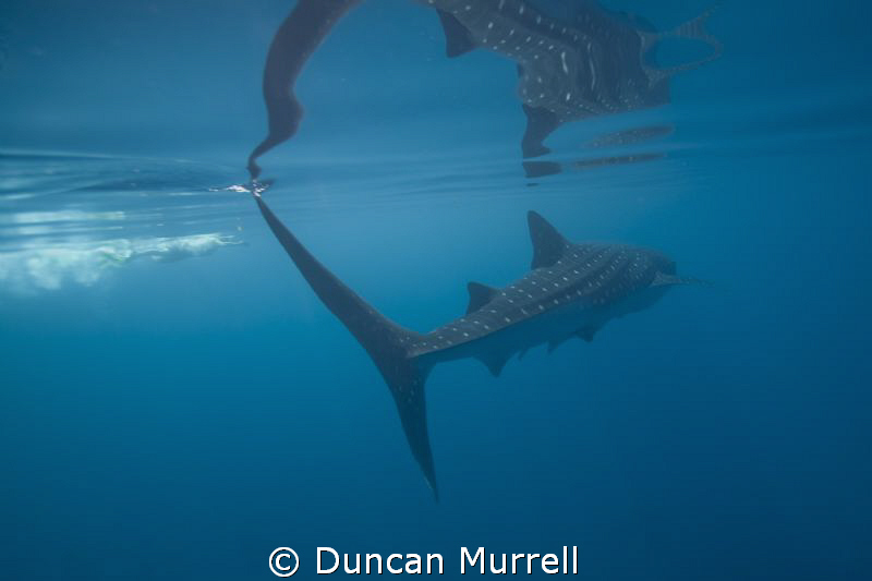 I am intrigued by the amazing reflections of whale sharks... by Duncan Murrell 