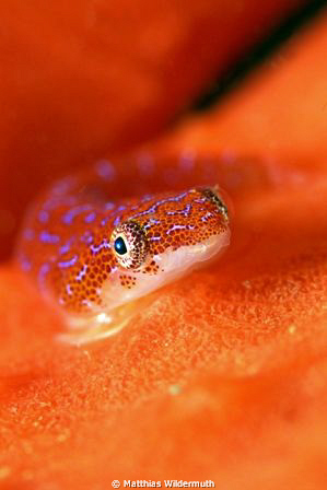 Eastern Cleaner Clingfish, size 2 to 3 cm, on a Sydney Sh... by Matthias Wildermuth 