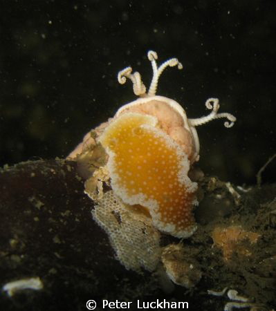 Creatures of the deep battle over a tasty soft coral.
Ba... by Peter Luckham 