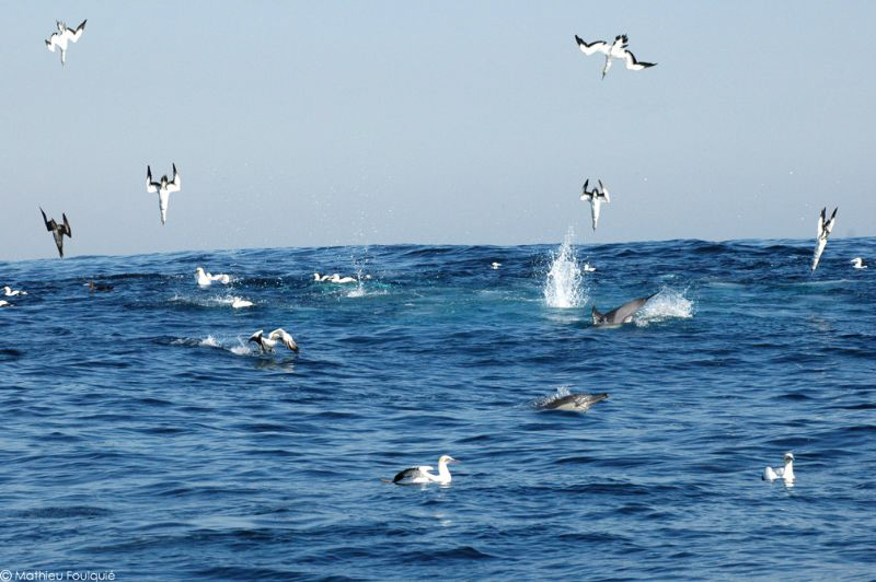 Gannets and dolphins by Mathieu Foulquié 