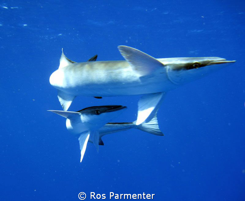These ramoras off Playa del Carmen came round us at the e... by Ros Parmenter 