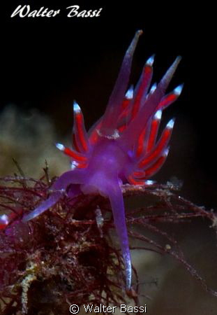 flabellina ischitana by Walter Bassi 