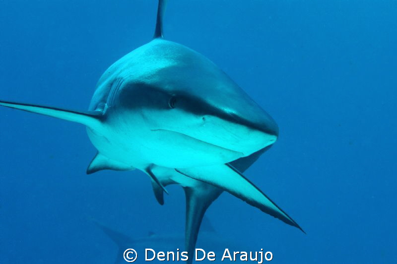 Sea Cam kit...Nassau,  30 meters. by Denis De Araujo 