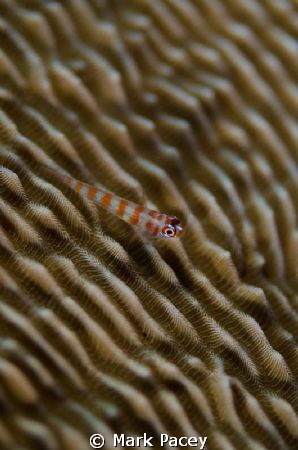 Goby on a coral by Mark Pacey 