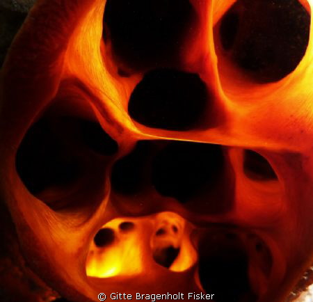 Sponge at night by Gitte Bragenholt Fisker 