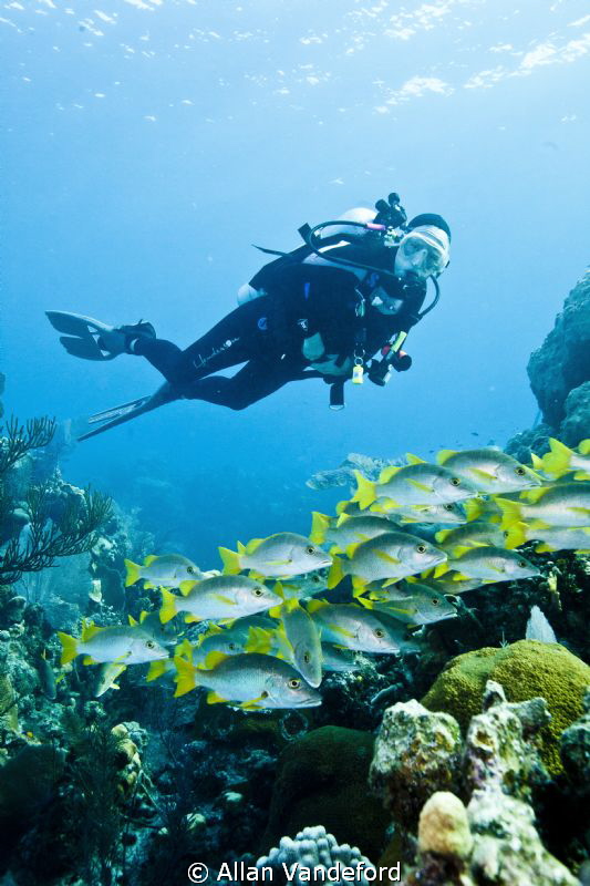 Seascape at Randy's Gazebo, Little Cayman. by Allan Vandeford 