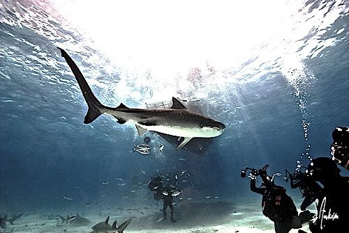 Moving down the line to the bait crates this big Tiger Sh... by Steven Anderson 