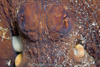Saggy Face by Leah Sindel 
