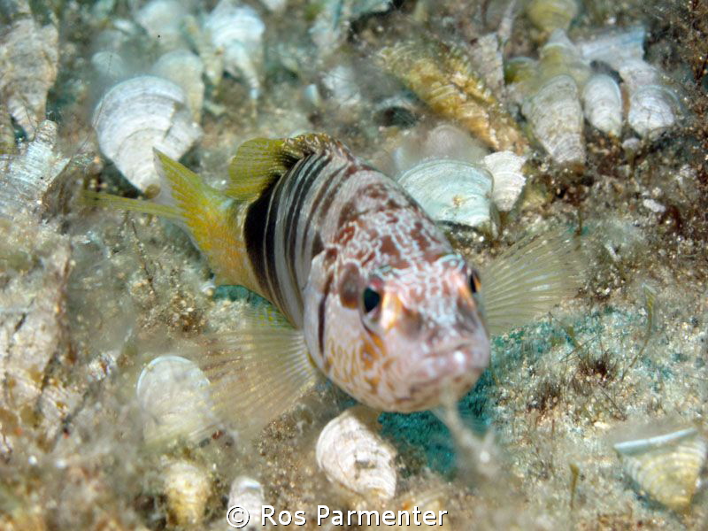 This photo of typical Maltese fish life was taken beside ... by Ros Parmenter 