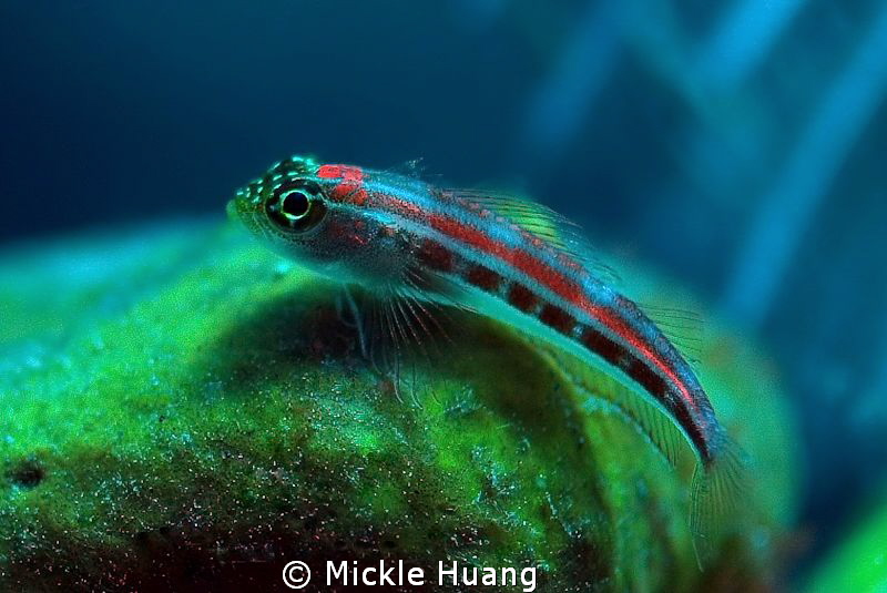 LITTLE ONE
Triplefin i guess
Tulamben Bali by Mickle Huang 