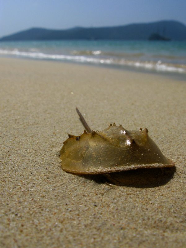 Limulus sp. by Alex Varani 
