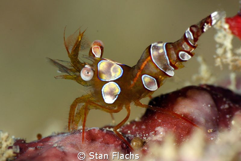 shrimp by Stan Flachs 