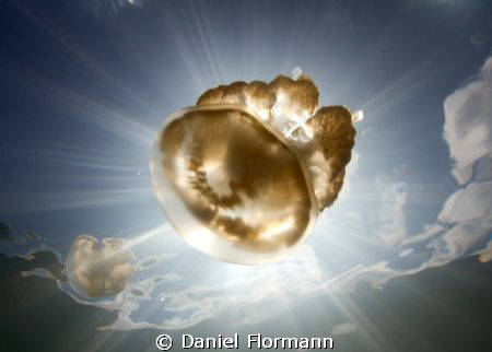 Golden Yelly in the sun by Daniel Flormann 