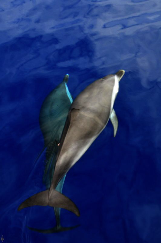 Pan tropical Spotted Dolphin from the bow of the boat by Arun Madisetti 