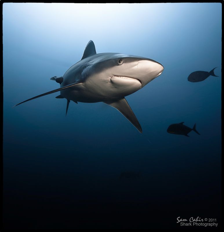 Joker.  A frequent visitor to the reefs of the Beqa Chann... by Sam Cahir 