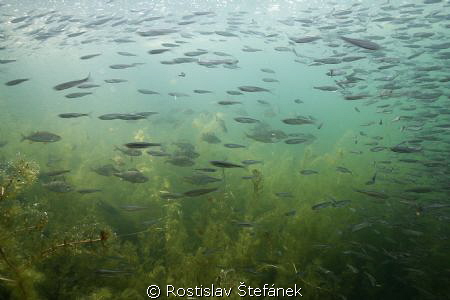 perch hunt... by Rostislav Štefánek 
