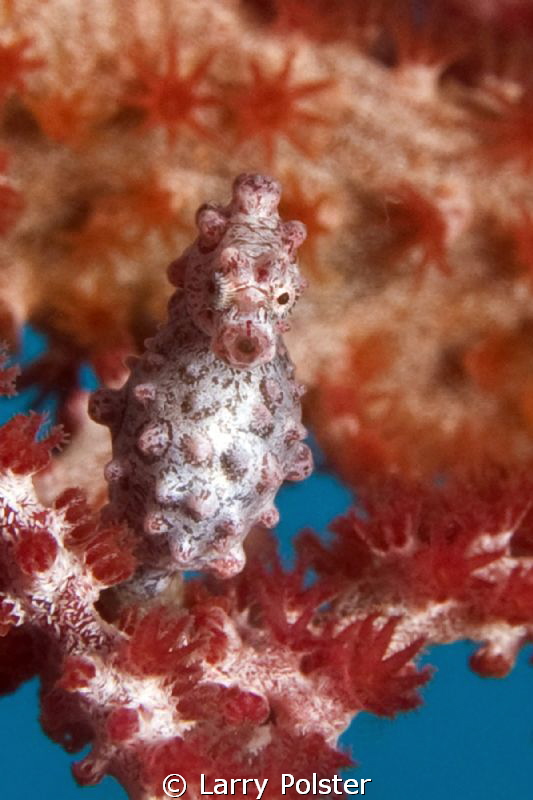 Always a pleasure to find these little guys. D300, 60mm w... by Larry Polster 