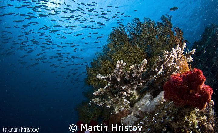 This image is taken during the 6-th Underwater Photograph... by Martin Hristov 