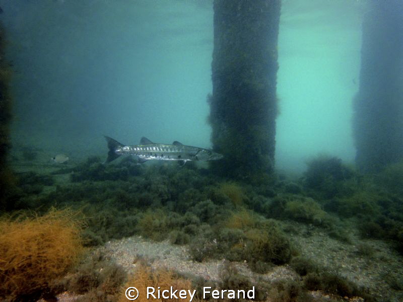 Barracuda under the BHB by Rickey Ferand 