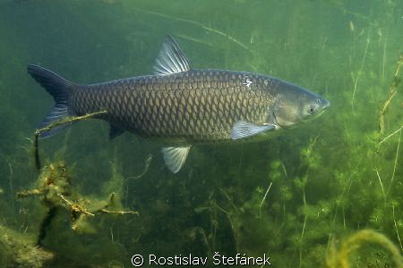 Freshwater shark :) by Rostislav Štefánek 