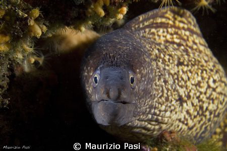 MURAENA HELENA
Olympus E-PL2 in PT-EP03 
14-42mm in sta... by Maurizio Pasi 