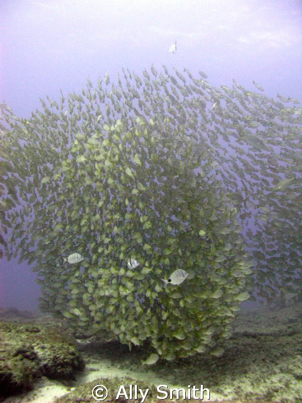 Double Shoal of Roncadores (Bastard Grunts)
Taken off Fa... by Ally Smith 