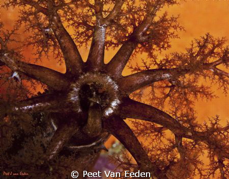 Feeding sea cucumber, putting its tentacle in its mouth. ... by Peet Van Eeden 