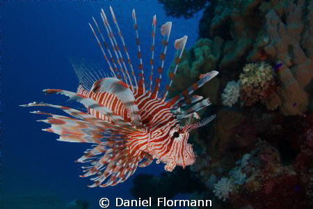 looking at the corals by Daniel Flormann 