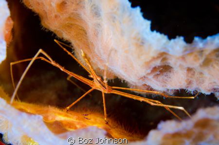 Arrow Crab inside Azure Vase Sponge by Boz Johnson 