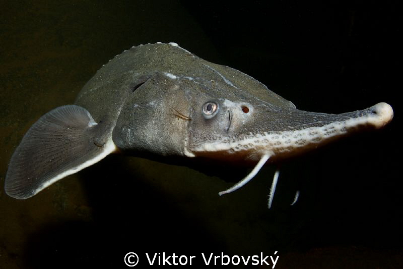 Sturgeon (Acipenser ruthenus) by Viktor Vrbovský 