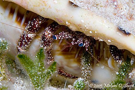 Blue eyes. taken in the Bahamas with Canon 20D 100mm Dual... by Michael Shope 