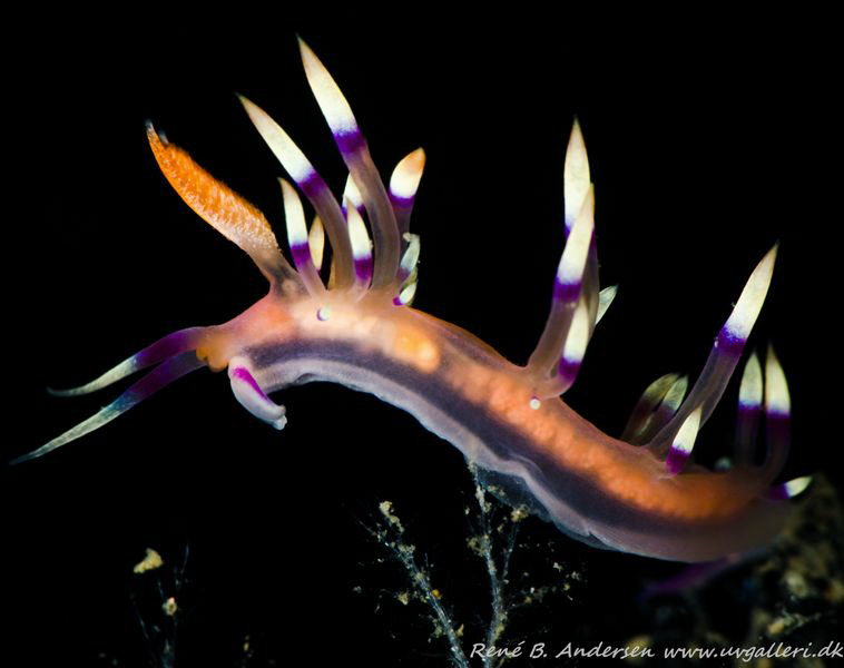 taken in lembeh by Rene Braband Andersen 