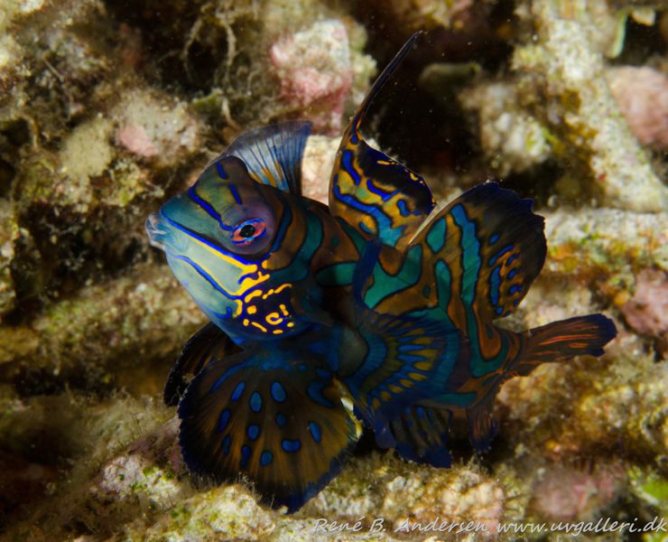 taken in lembeh by Rene Braband Andersen 