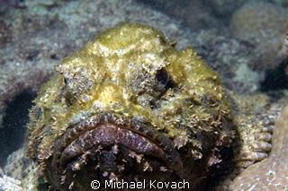 Spotted Scorpionfish waiting patiently on a rock at the B... by Michael Kovach 