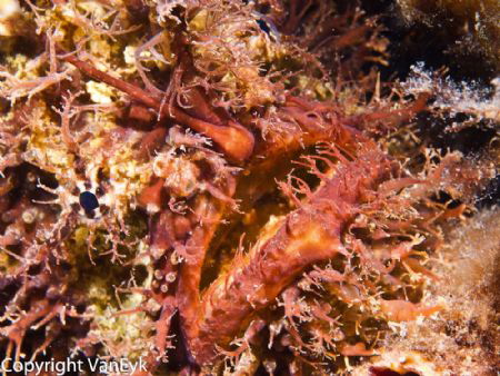 Angler fish - great camouflage look for the eye by Bill Van Eyk 