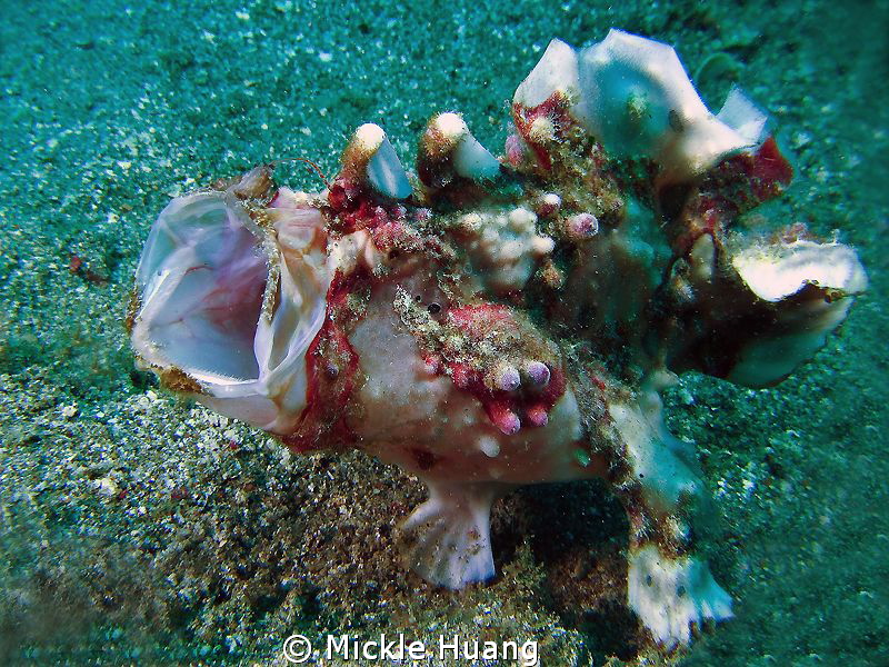 ROAR
Frogfish
Anilao the Philippines by Mickle Huang 