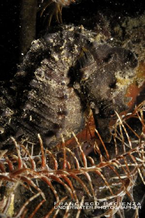 Sea Horse inside crinoids by Francesco Pacienza 