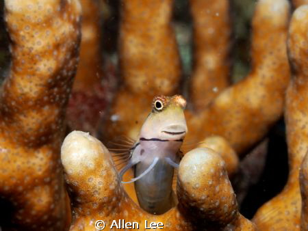 Curious Blenny.Nikon D80,60mm,f29,1/100,YS-120. 
 by Allen Lee 