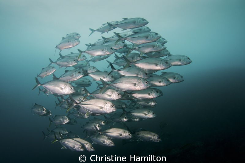Jacks by Christine Hamilton 