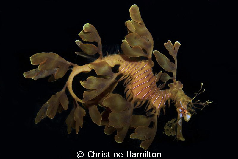 Leafy by Christine Hamilton 
