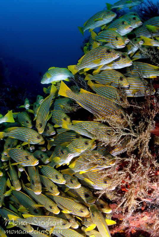 sweetlips hang out by Mona Dienhart 