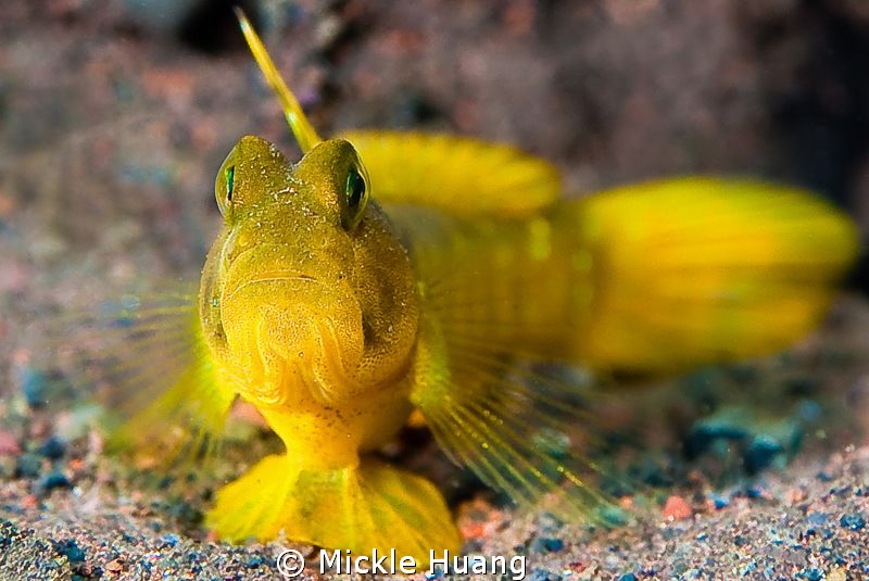 GUARD
Flagfin shrimp goby
Seraya Bali by Mickle Huang 